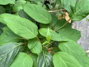 Actinidia arguta , 'Dr. Meader' male hardy kiwi