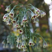 Allium Bulgaricum