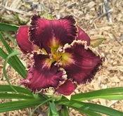 Bright In The Night — Hillsdale Lily Garden