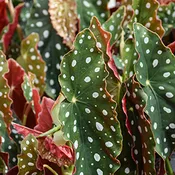 Begonia Maculata