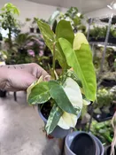 Philodendron Burle Marx Variegated — Seattle Plant Daddy