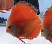 4.5-5.0" Fuji Red