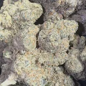 Gelato #41 | 3.5 Grams | Hybrid