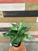 Baltic Blue - 6" | Natty Garden