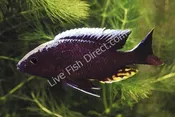 Blue Orchid - Kandee Peacock Cichlid