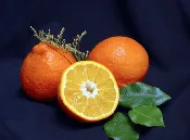 Sugar Belle® Mandarin DWARF Tree Grafted
