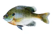 3-4″ HYBRID BLUEGILL, EA