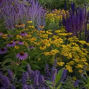 10 Purple & Gold Perennials