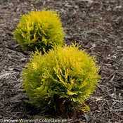 Anna's Magic Ball® Arborvitae - Thuja