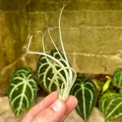 Tillandsia baileyi 'Halley's Comet'