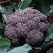 Broccoli, Purple Magic