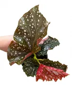 Begonia Cracklin Rosie 4"