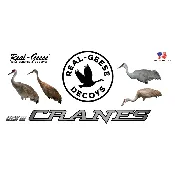 Gen 3 Sandhill Cranes