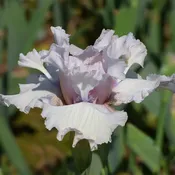 Air Time Bearded Iris