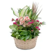 COLORFUL DISH GARDEN