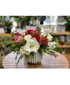 AMARYLLIS DREAMS