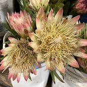 Pink Sugar Bush Protea