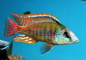 Lethrinops Intermedius