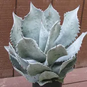 Agave colorata x celsii Nova ‘Blue Wave’