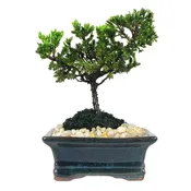 5″ Ceramic Japanese Juniper Bonsai