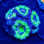 Rainbow Acan - WYSIWYG Frag