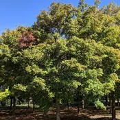 Acer buergerianum ~ Trident Maple