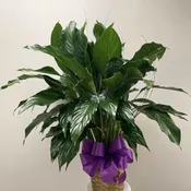 Sympathy Plant #1