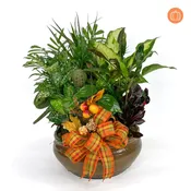 10″ Fall Ceramic Dish Garden