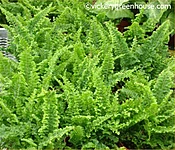 Fluffy Ruffle Fern
