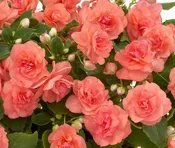 Double Impatiens