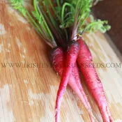 Atomic Red Carrot