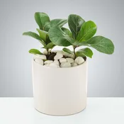 Baby Fig Tree by BloomNation™