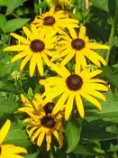 Rudbeckia fulgida 'Goldsturm' Plants