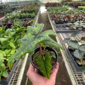 Alocasia 'jacklyn' - 4" Pot — Black Eyed Susan's Flowers & Plants