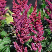 Astilbe Visions in Red Chinese
