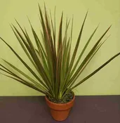 Spike — Jil's Flower Haus