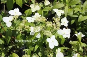 Hydrangea Angustipetala