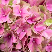 Antique Brushed Clover Dutch Hydrangea Flower