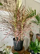 10 in. Premium Plant — Viroqua Floral