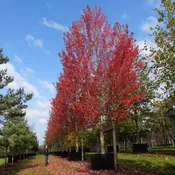 Armstrong Gold (Acer x freemanii)