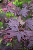 Acer circinatum 'Burgundy Jewel', Burgundy Jewel Vine Maple