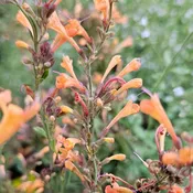 Agastache 'Kudos Mandarin' (Hummingbird Mint)