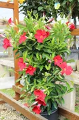 MANDEVILLA TRELLIS VINE