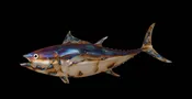 Bluefin Tuna