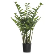 4′ Zamioculcas Zamiifolia In Vinyl Liner