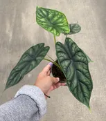 Alocasia, Dragon Scale