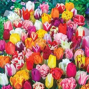2 Months of Spring Carnival™  Tulips Mixture