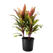 10″ Cordyline Harlequin