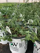 "Cat's Meow" – Perennial —  Wagenmaker Greenhouses
