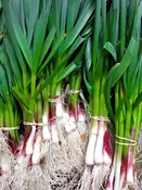 Organic Spring Garlic “Scallions”